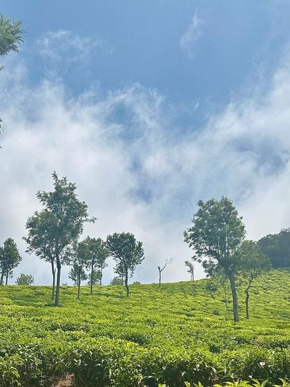 A duplicate of the previous image, showing the beautiful tea gardens of Ooty.