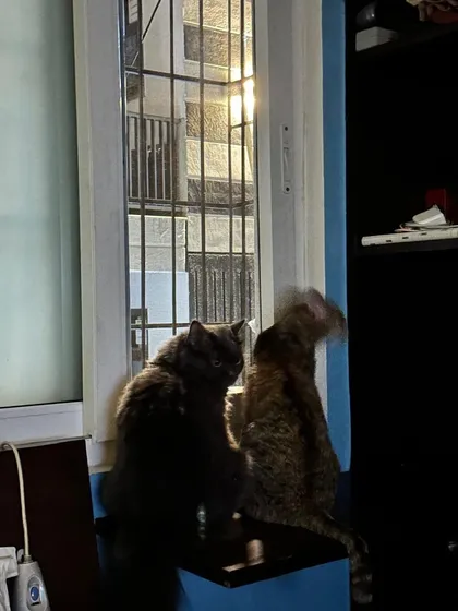 A quiet moment between the two sisters by the window at dusk. Finding a home where they can stay together is our top priority.