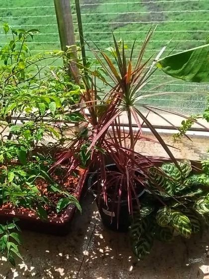 Thriving Balcony & Terrace Gardens photo 28