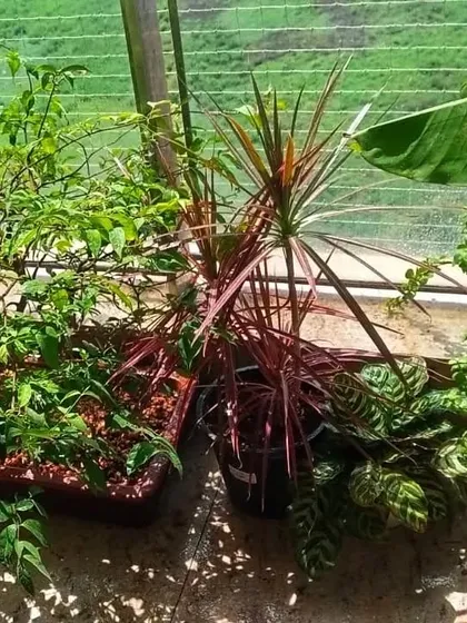 A mix of Dracaena, Calathea, and other plants basking in the sun after a maintenance session.