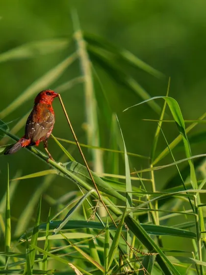 A vibrant male Red Avadavat, or Strawberry Finch, holds a piece of grass for its nest.