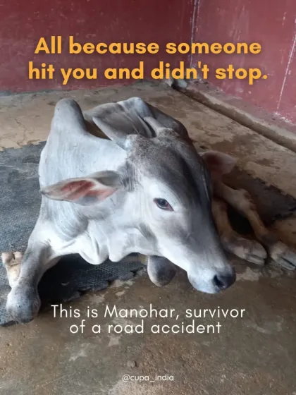 Meet Manohar. He came to us as a calf after being the victim of a hit and run accident. His story is a harsh reminder of the dangers these animals face, and it’s why our trauma recovery work is so critical.