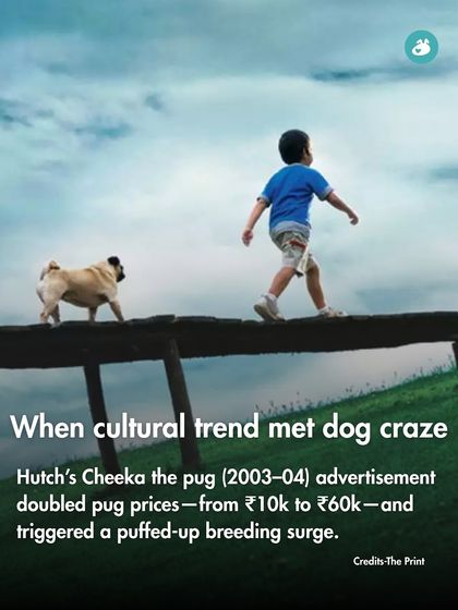 The Pack - Online Pet Parent Community A Voice for Every Dog photo 23