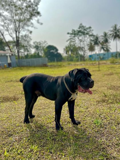 The Pawsome Camp - Dog Daycare & Boarding Our Pack: Portraits from the Camp photo 45