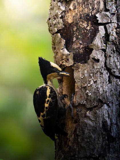 A Heart-spotted Woodpecker clings to the side of its tree-trunk nest, a classic woodpecker pose.