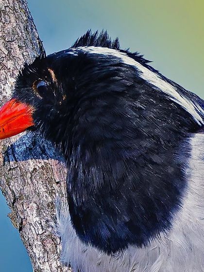 A Red-billed Blue Magpie in a close-up profile. The shot highlights the texture of the tree bark it's perched on, as well as the details of its facial feathers and bright red beak.