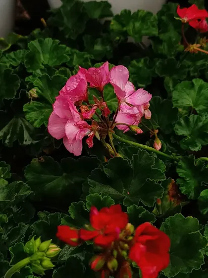 Bright pink and red Geraniums are a cheerful addition to any garden space. Find these and more at our Horamavu branch.