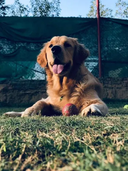 Smile wider, the weekend is almost here. This handsome Golden Retriever is ready for some fun with his favorite ball.