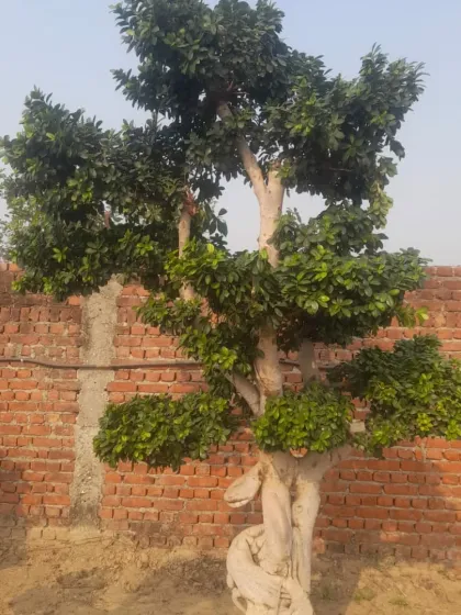 A Ficus bonsai with a twisting trunk, showing its age and character. These are low-maintenance outdoor plants that thrive in sunlight.