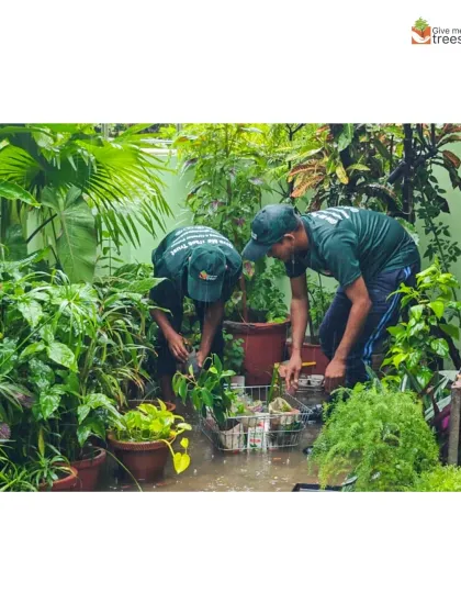 Our team carefully extracts saplings from a water-logged garden. The wet conditions make it easier to uproot the plants with their entire root system intact, which is crucial for their survival when replanted.