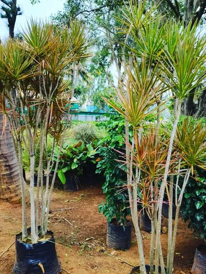 Here are some Dracaena plants, which are great for both indoor and outdoor settings. I source strong and healthy plants from reliable nurseries to ensure they grow well in your garden.