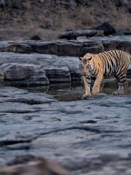 A lone cub explores the rocky terrain of Panna.