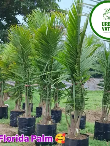 A row of Florida Palms in the nursery, showing their healthy growth.