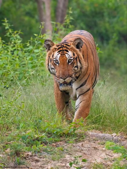 A head-on view of the same vintage Bandipur male. Moments like this, with an animal walking directly towards you, are incredibly powerful and require calm nerves and quick camera skills.