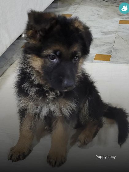 The Pack - Online Pet Parent Community The Fun Side of Pet Parenting photo 18