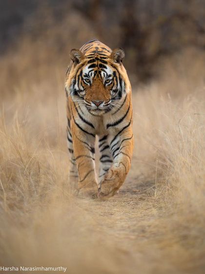The Maharaja of Ranthambore, T120, also known as Ganesh. Known for his incredible hunting prowess, this male has been documented taking down unusual prey like leopards and sloth bears.