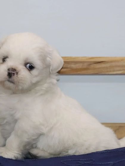 A beautiful profile of a pure white Shih Tzu puppy, showing its compact size and fluffy coat. These puppies receive the best care from day one.
