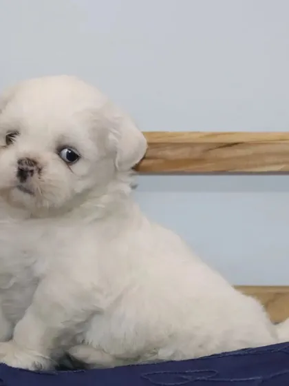 A beautiful profile of a pure white Shih Tzu puppy, showing its compact size and fluffy coat. These puppies receive the best care from day one.