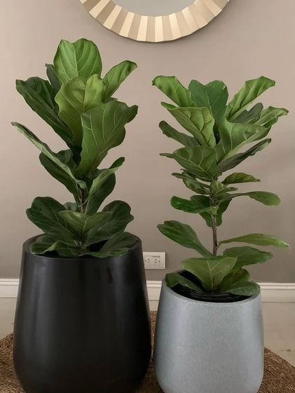 Choosing the right size plant and pot is important. Here you can see two different sizes of Fiddle Leaf Figs, perfect for different spaces in a home.