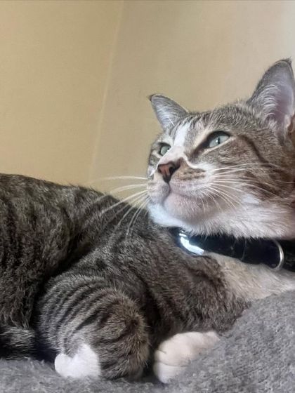 Trooper getting some gentle pets. I work from home, so I'm always around to provide comfort and companionship throughout the day.