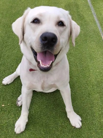 This beautiful white Labrador is here to make your weekend brighter with her happy grin.