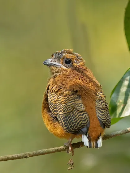 A fluffy Malabar Trogon chick, its juvenile plumage showing hints of the brilliant colors it will develop as an adult.