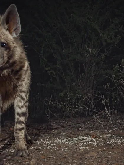 A curious young striped hyena, one of the city's most misunderstood nocturnal residents, photographed during a night exploration. Our camera trap setups allow for intimate, respectful encounters like this.
