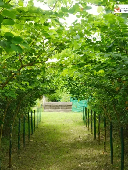 This is one of my favorite sights at our Sector 150 site in Noida. We create these living green tunnels that you can walk through. It is a peaceful, immersive experience that lets you feel the calmness of being completely surrounded by nature.