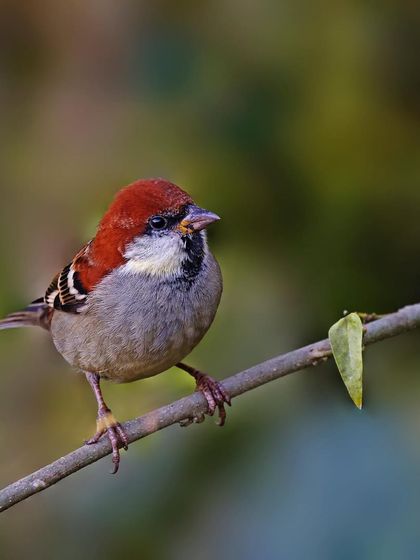 A Russet Sparrow is perched on a thin branch. The soft, out-of-focus background and gentle light create a peaceful and pleasing portrait.
