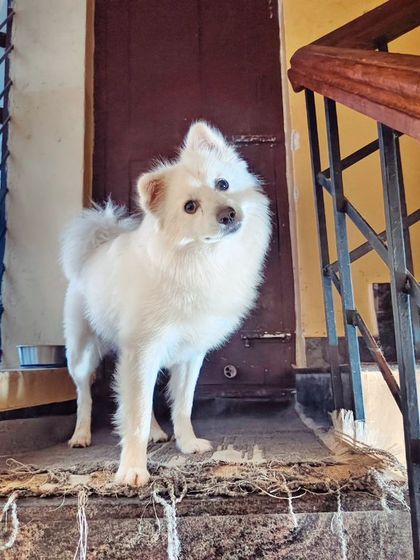 What's that sound you are making hooman? The classic head tilt from a curious Spitz.