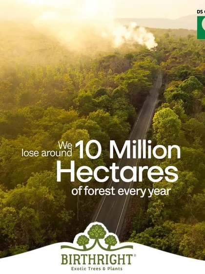 We lose around 10 million hectares of forest every year. This incredible loss of habitat and biodiversity is a call to action. We are committed to being part of the solution, one tree at a time.