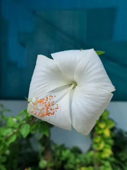 Bhardwaj - Urban Gardening Consultation A Riot of Colorful Flowers photo 37