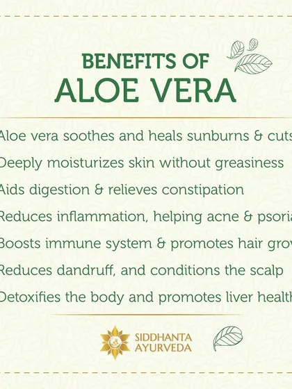 The benefits of Aloe Vera are extensive. It soothes sunburns, moisturizes skin without greasiness, reduces inflammation in conditions like acne and psoriasis, and even promotes hair growth by conditioning the scalp.