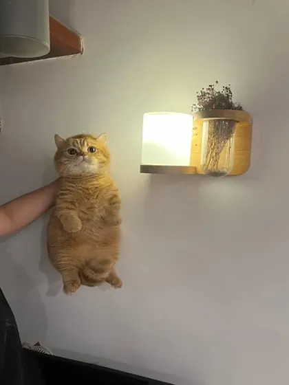 The gentle rescue. We are patient and ensure the pet's comfort, even when they get themselves into funny situations.