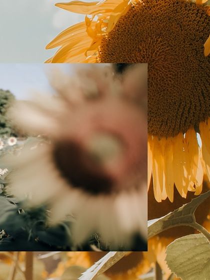 A creative collage that uses the vibrant yellow of a sunflower field as a recurring theme to tell a bright and happy love story.