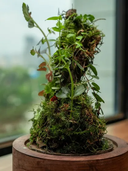 Another view of the mossy structure inside the dome terrarium, showcasing the delicate balance of plants. This piece is ideal for busy lifestyles as it requires minimal upkeep.