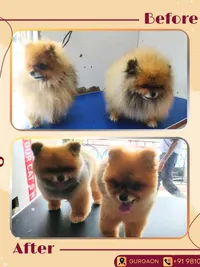 Full Pet Grooming