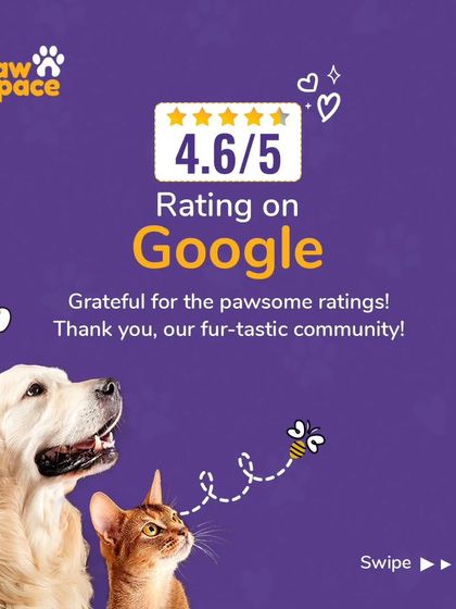 PawSpace - Pet Boarding & Sitting Hear From Our Pet Parents photo 6