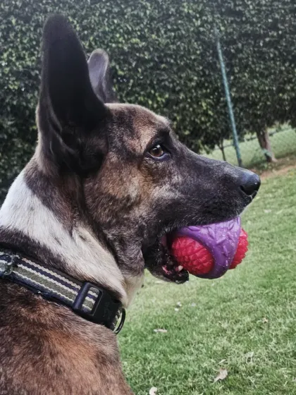 Jumper posing with his favorite ball. Indies are intelligent, playful, and make wonderful companions.