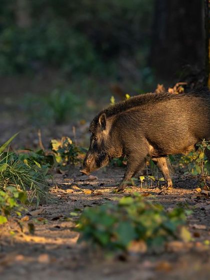 A wild boar and its piglet walking through the undergrowth. This shot captures a tender moment, showing the strong parental bonds that exist in the wild.
