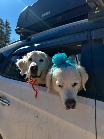 Deepthi - Dog Travel & Adventure Coaching Mountain & Trail Expeditions photo 22