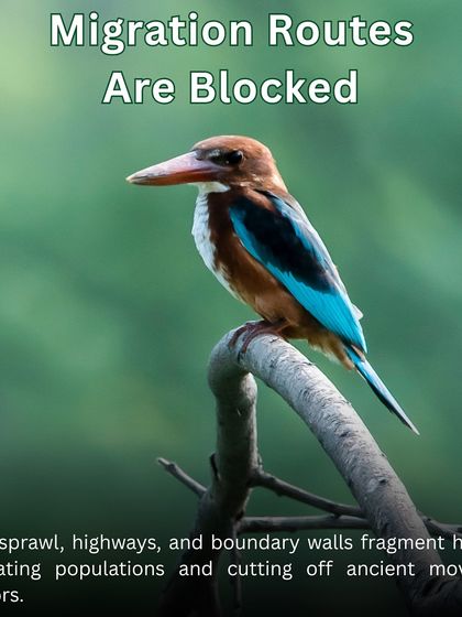 Urban sprawl fragments habitats and blocks wildlife corridors. By restoring greenways, we provide safe passage for birds like this White-throated Kingfisher and other animals.