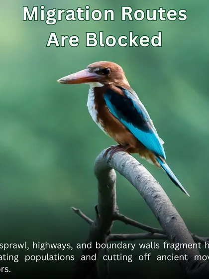 Urban sprawl fragments habitats and blocks wildlife corridors. By restoring greenways, we provide safe passage for birds like this White-throated Kingfisher and other animals.