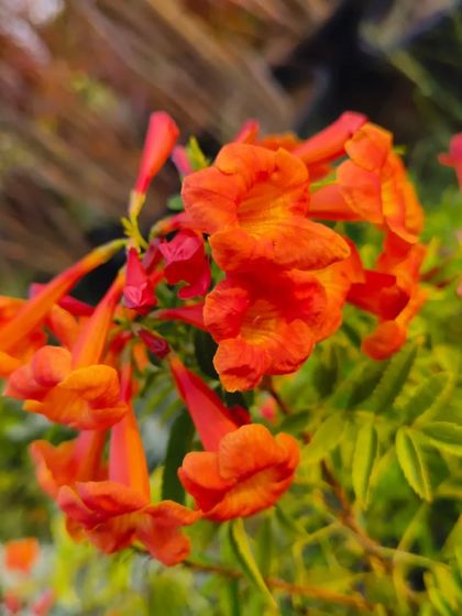 A close-up of the vibrant orange Tecoma flowers. They are a reliable source of bright colour for any sunny garden in Delhi or Gurgaon.