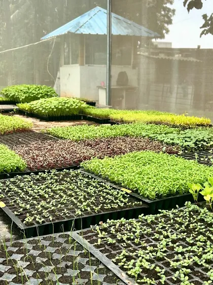 Everything starts here in our nursery. These trays of microgreens and seedlings are the first step in our process, where we ensure only the strongest plants make it into our hydroponic systems.