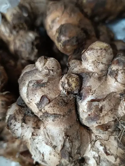A detailed look at the fresh ginger I provide. It's a fundamental aromatic for almost every Northeast Indian dish.
