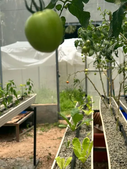 A collection showing tomatoes in various stages of growth, from green to fully ripe.