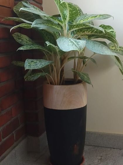 Make My Garden - Nursery & Gardening Store (Retail) Indoor & Air Purifying Plants photo 24