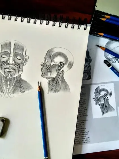 This is a study of the muscles of the head, drawn with pencil. Understanding the underlying anatomy is key to creating lifelike and accurate portraits.