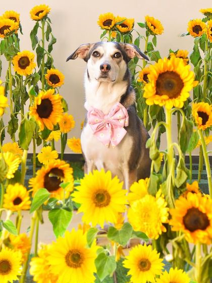 Priyanka - Themed & Special Occasion Pet Photography Imaginative Studio Sets photo 5